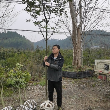 精品红豆树（又叫鄂西红豆、花梨木、何氏红豆、江阴红豆）