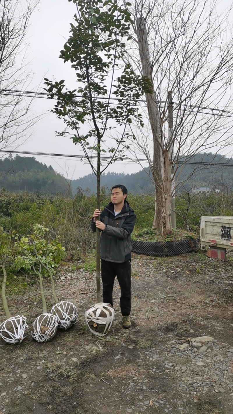 精品红豆树（又叫鄂西红豆、花梨木、何氏红豆、江阴红豆）
