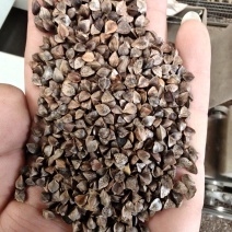 荞麦，鸟粮，酿酒粮