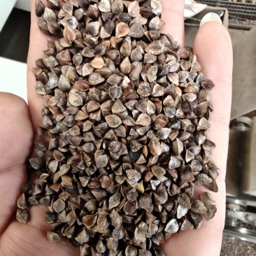 荞麦，鸟粮，酿酒粮