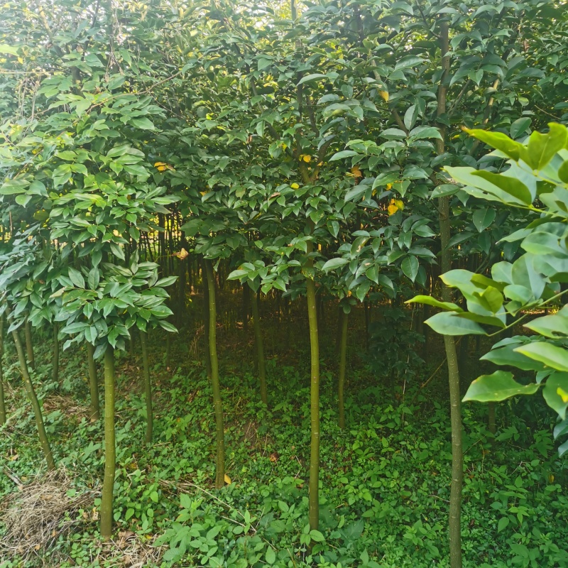 精品红豆树（又叫鄂西红豆、花梨木、何氏红豆、江阴红豆）