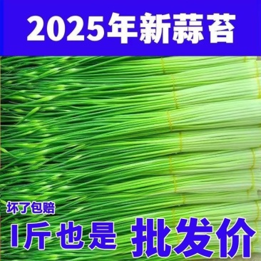 陕西周至头茬新蒜苔现摘现发，对接全国各地客商，一件代发