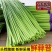 陕西周至头茬新蒜苔现摘现发，对接全国各地客商，一件代发