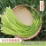 陕西周至头茬新蒜苔现摘现发，对接全国各地客商，一件代发