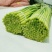 陕西周至头茬新蒜苔现摘现发，对接全国各地客商，一件代发