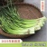 陕西周至头茬新蒜苔现摘现发，对接全国各地客商，一件代发