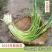 陕西周至头茬新蒜苔现摘现发，对接全国各地客商，一件代发