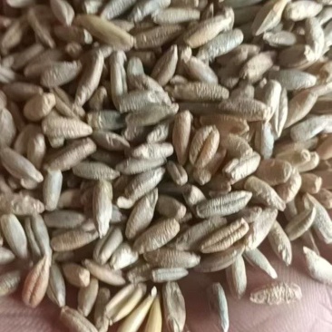 绿麦，冬牧70，饲料粮