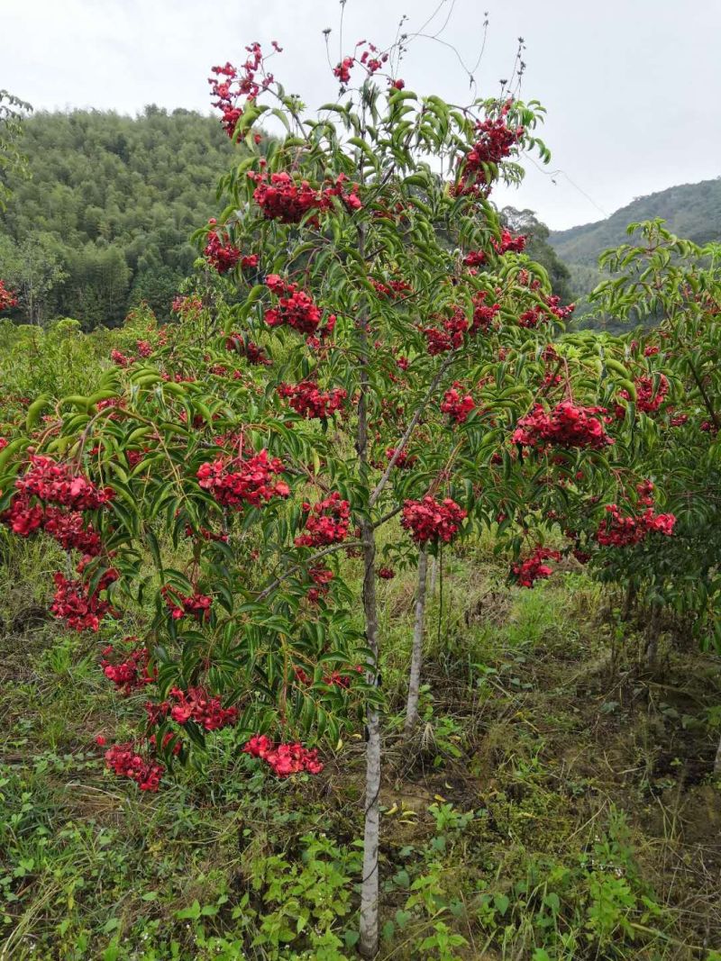 精品野鸦椿、酒药花、鸡肾果、鸡眼睛、山海椒、小山辣子