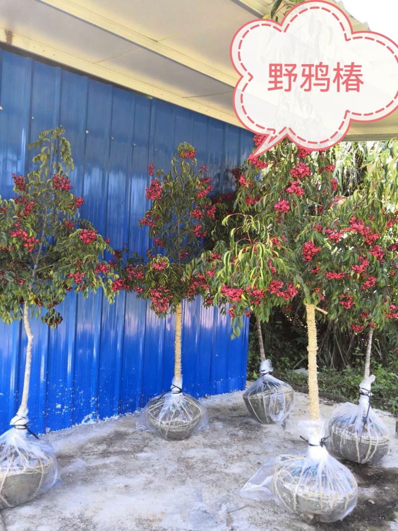 精品野鸦椿、酒药花、鸡肾果、鸡眼睛、山海椒、小山辣子