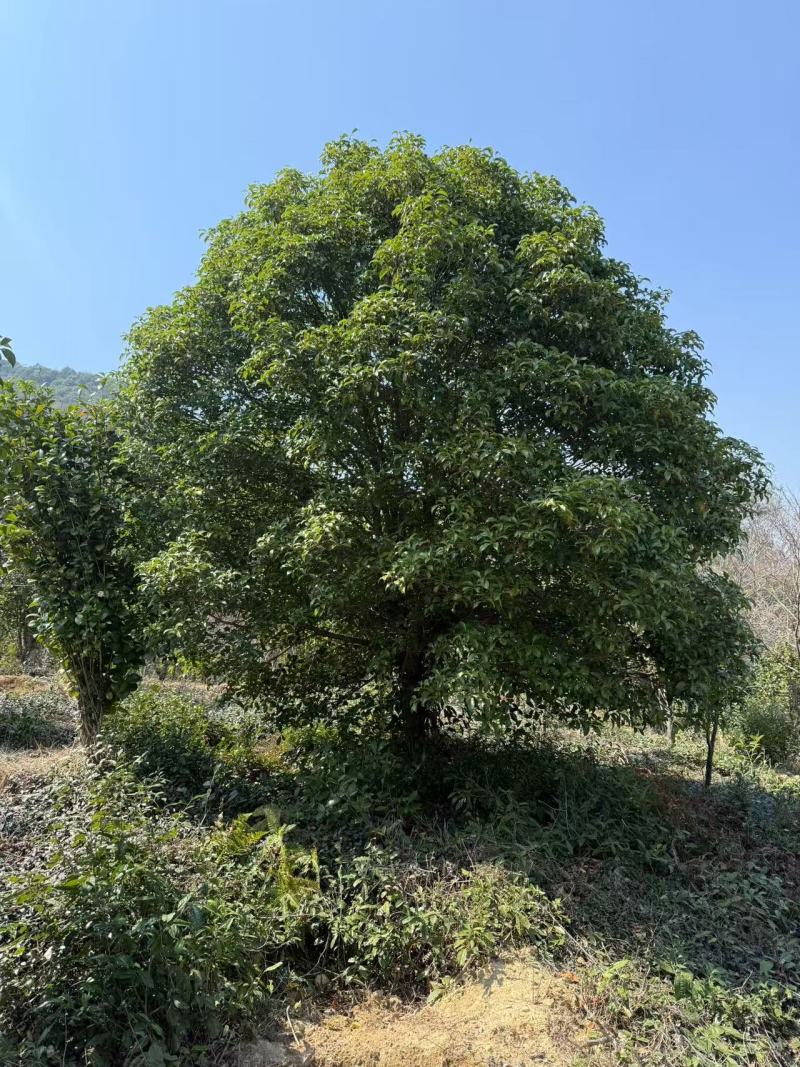 丛生桂花树，丛生金桂，高度1-6米，精品树形，产地直供