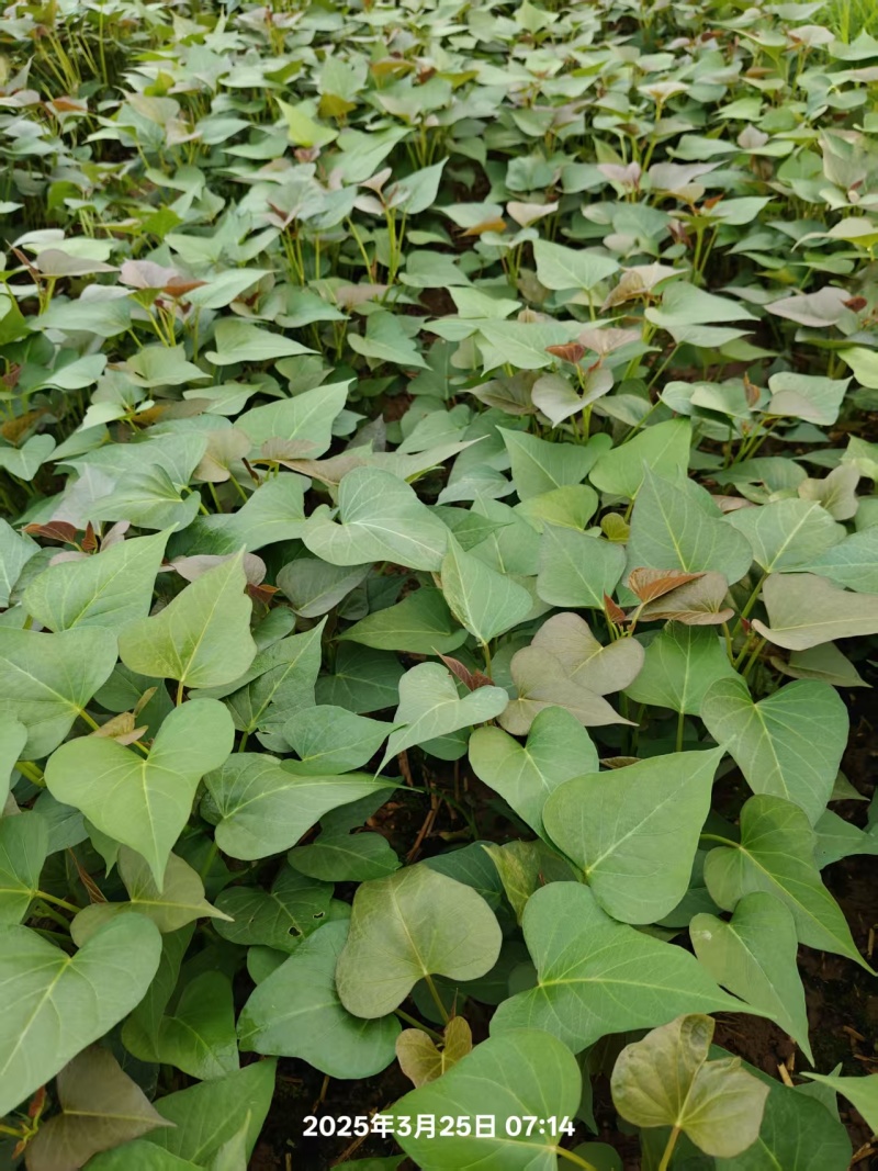 万亩脱毒西瓜红红薯苗基地，发货全国各地，规格齐全，一条龙服务