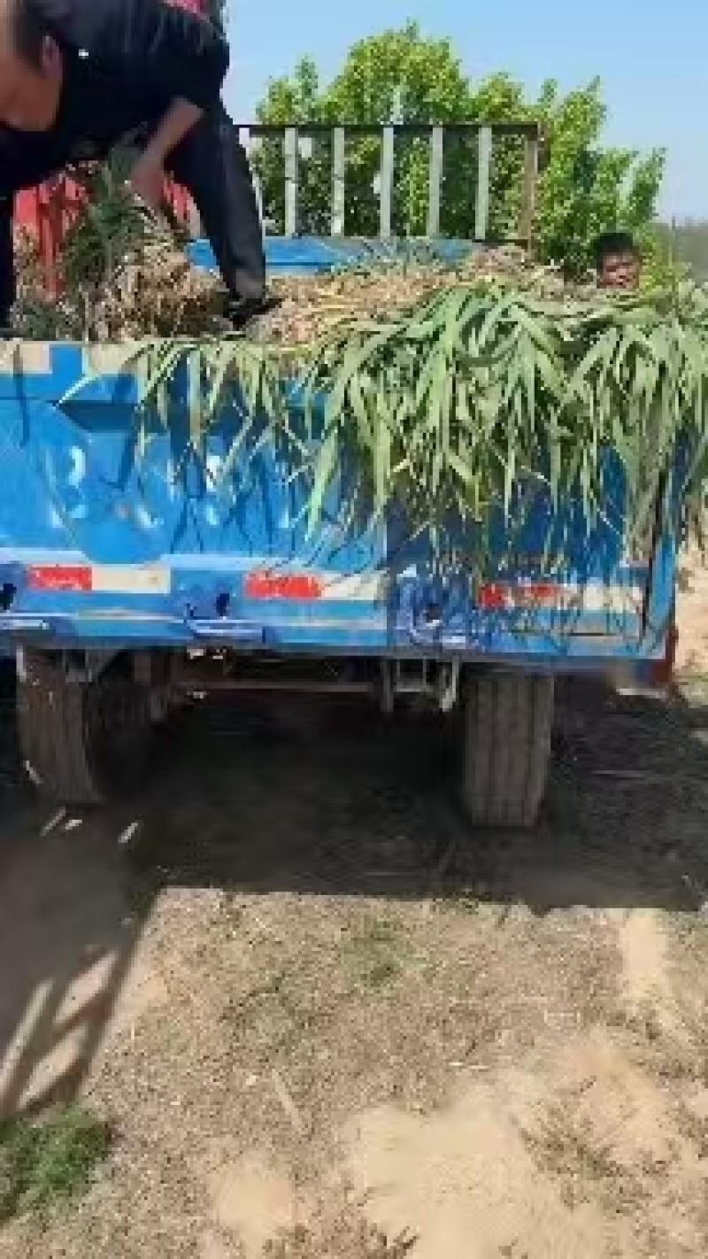 河南大蒜把子蒜对接电商市场商超一手货源可视频