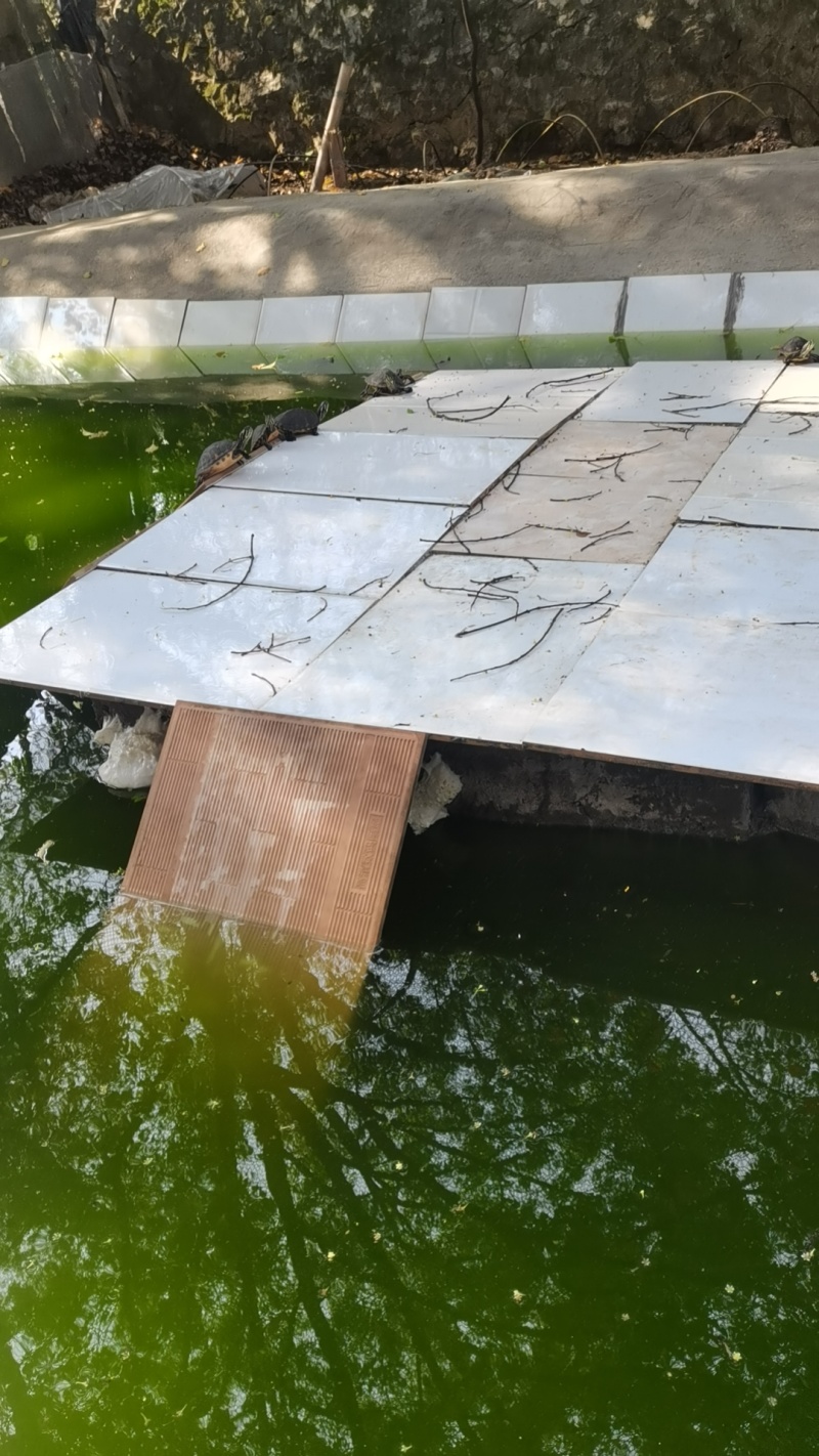 养龟绿水池塘依傍着一棵樟树和桂花树孕育出大泛树蛙6-10mm