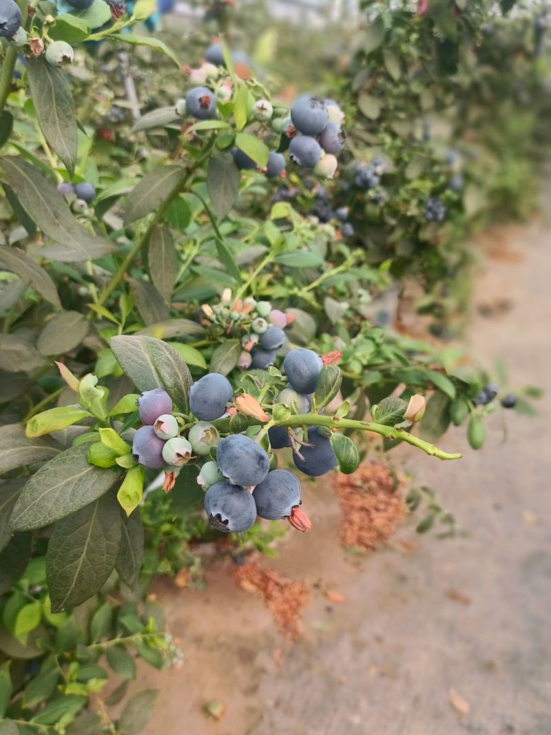 05大凉山L25花香蓝莓原产地批发一件代发社区团购