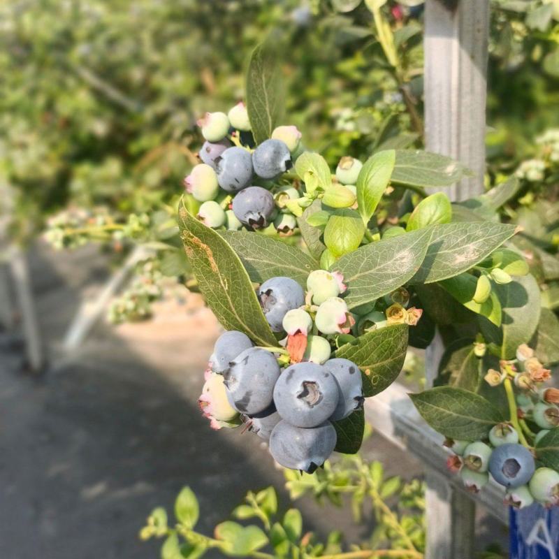 05大凉山L25花香蓝莓原产地批发一件代发社区团购