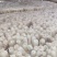 精品竹荪量大从优全国可发规格齐全价格透明视频看