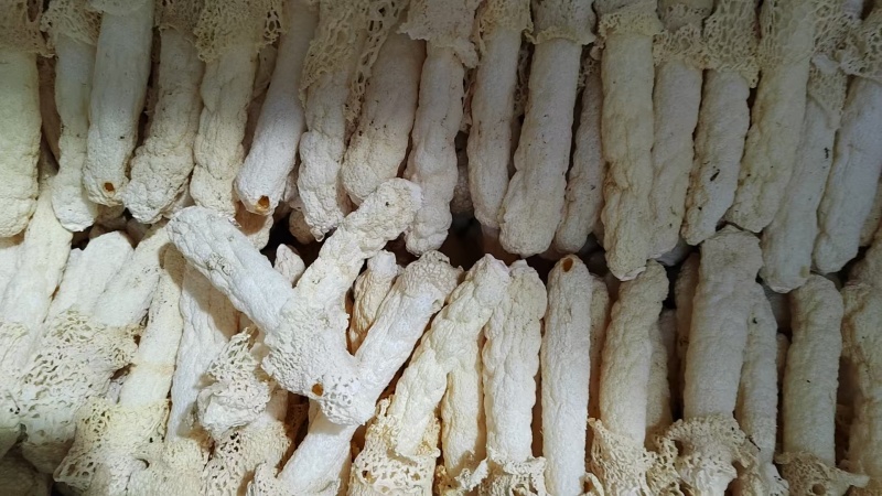 精品竹荪量大从优全国可发规格齐全价格透明视频看