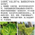 蔬菜番茄西红柿葫芦辣椒黄瓜曲叶花叶病毒病专用药叶面肥