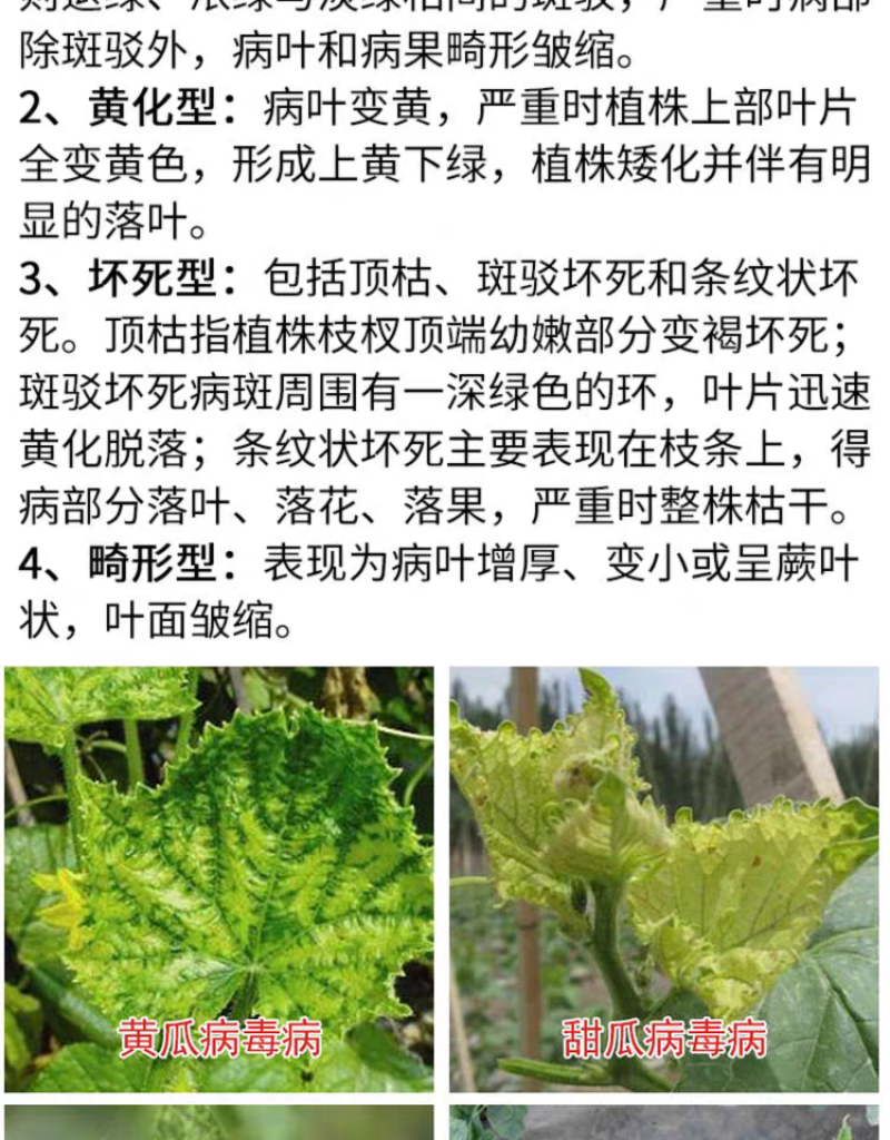 蔬菜番茄西红柿葫芦辣椒黄瓜曲叶花叶病毒病专用药叶面肥