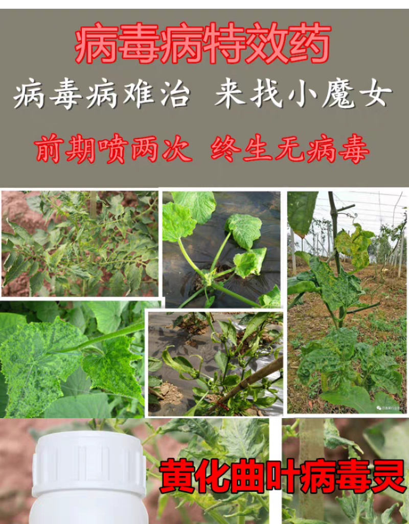 蔬菜番茄西红柿葫芦辣椒黄瓜曲叶花叶病毒病专用药叶面肥