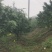 九叶青无籽率99%开口率99%，袋装鲜椒低至3.58每袋