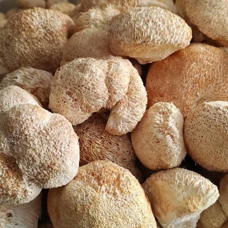 精品猴头菇现货速发规格齐全量大从优代发全国