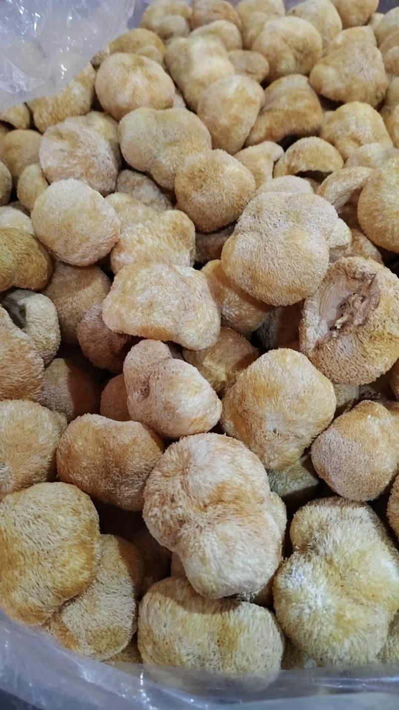 精品猴头菇现货速发规格齐全量大从优代发全国