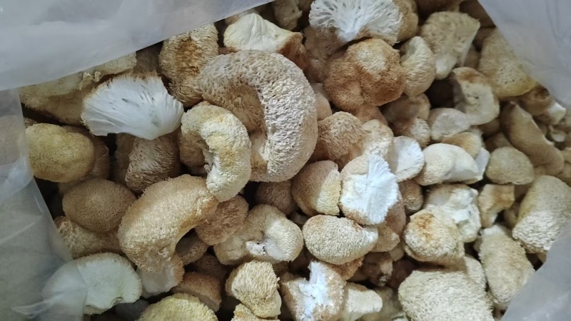 精品猴头菇现货速发规格齐全量大从优代发全国