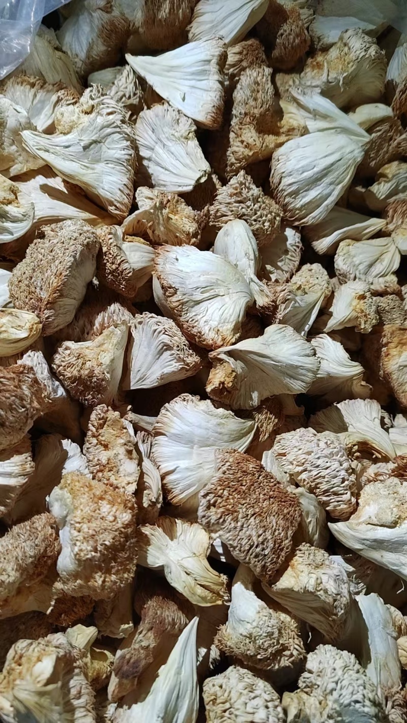精品猴头菇现货速发规格齐全量大从优代发全国