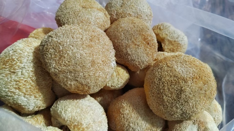 精品猴头菇现货速发规格齐全量大从优代发全国