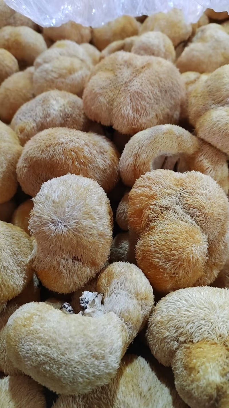 精品猴头菇现货速发规格齐全量大从优代发全国