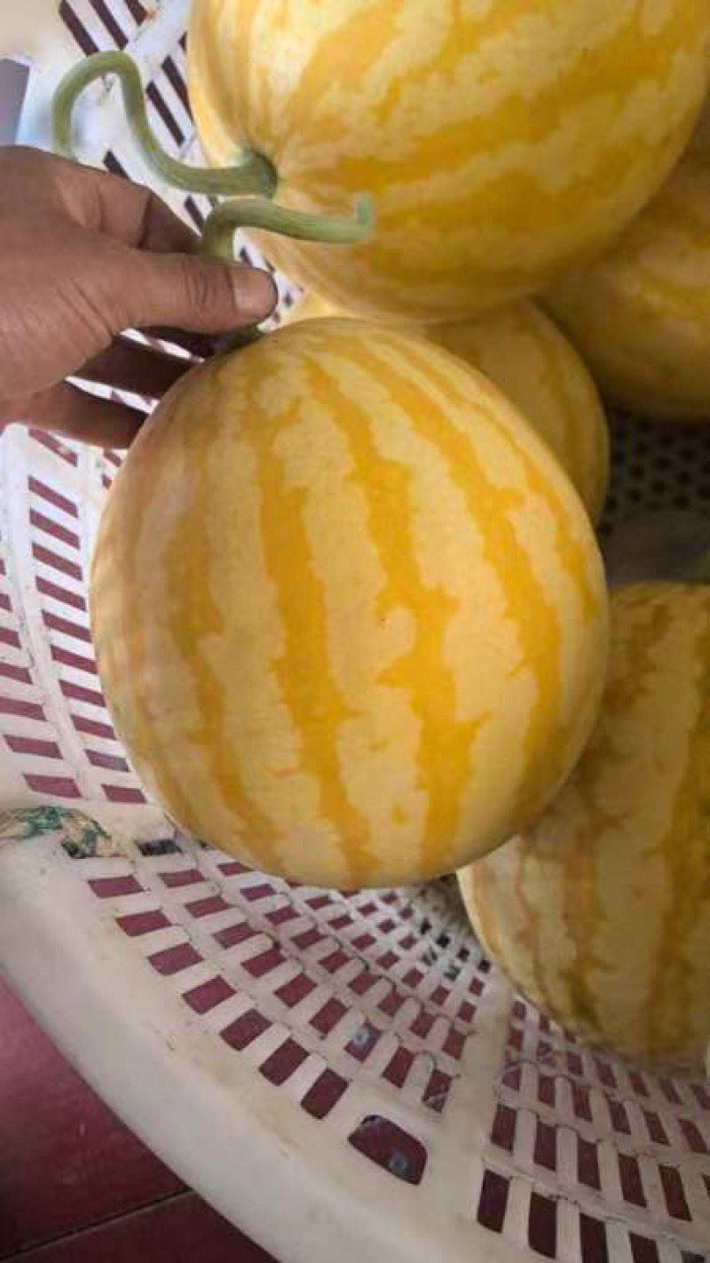 黄皮西瓜大量上市各种规格