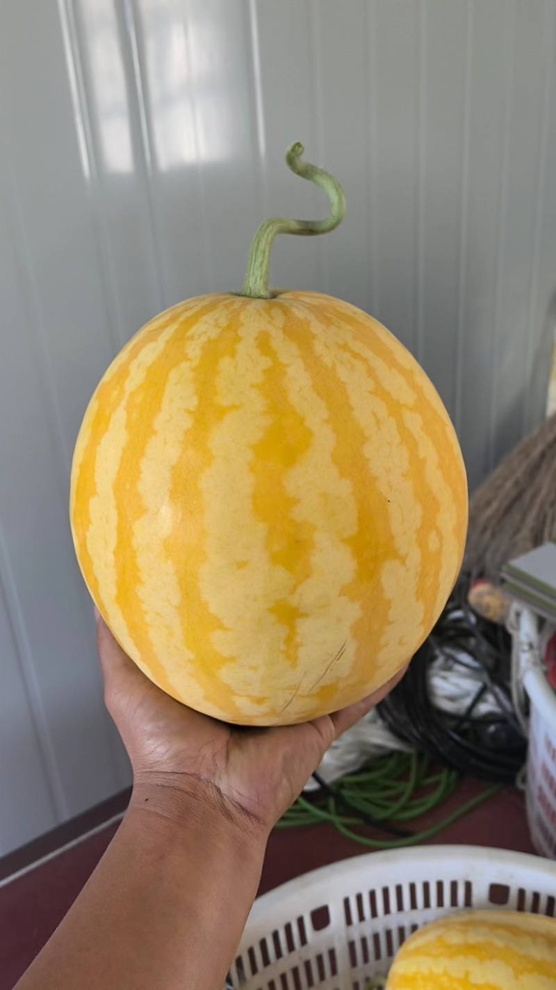 黄皮西瓜大量上市各种规格