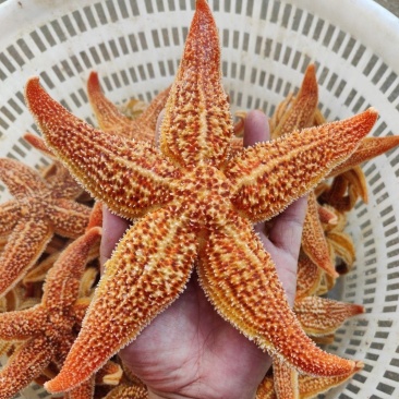 海星海鲜鲜活食用野生新鲜海五星满籽速冻海星