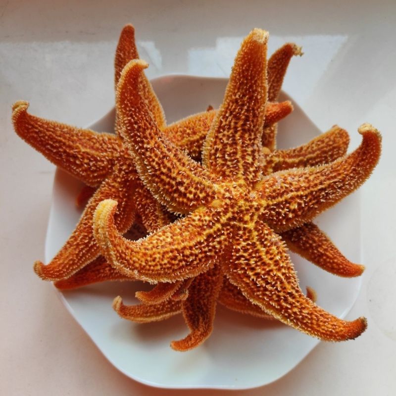 海星海鲜鲜活食用野生新鲜海五星满籽速冻海星