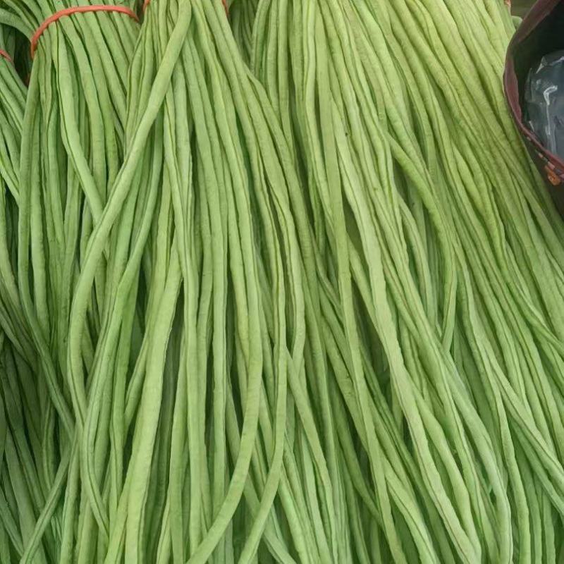 精品长豆角大量上市产地直发价格优惠品质上乘欢迎来电