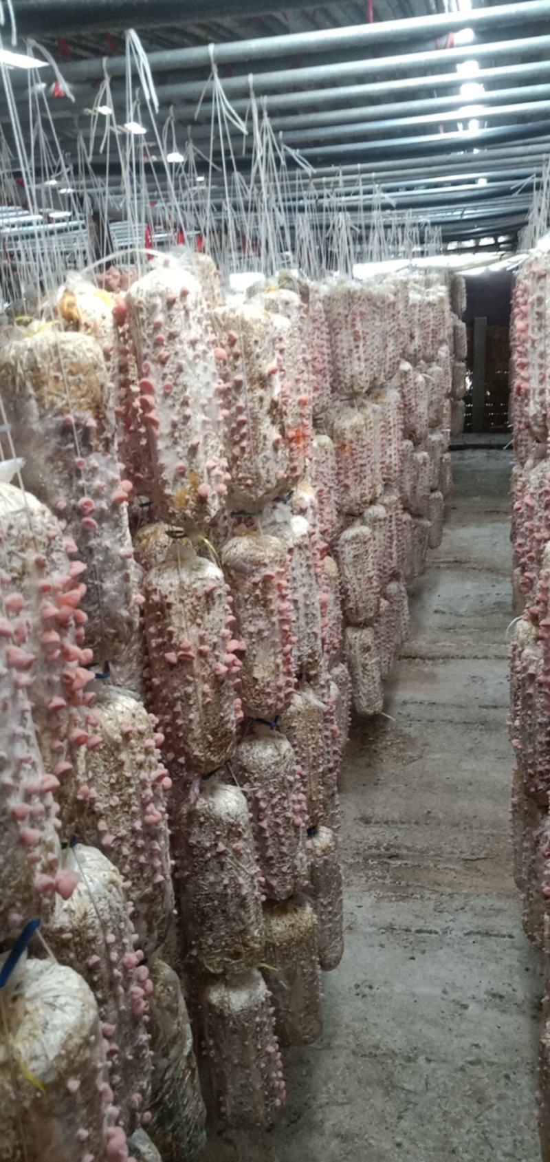 粉木耳贵妃耳自产自销高端酒店专用高端电商专用欢迎咨询