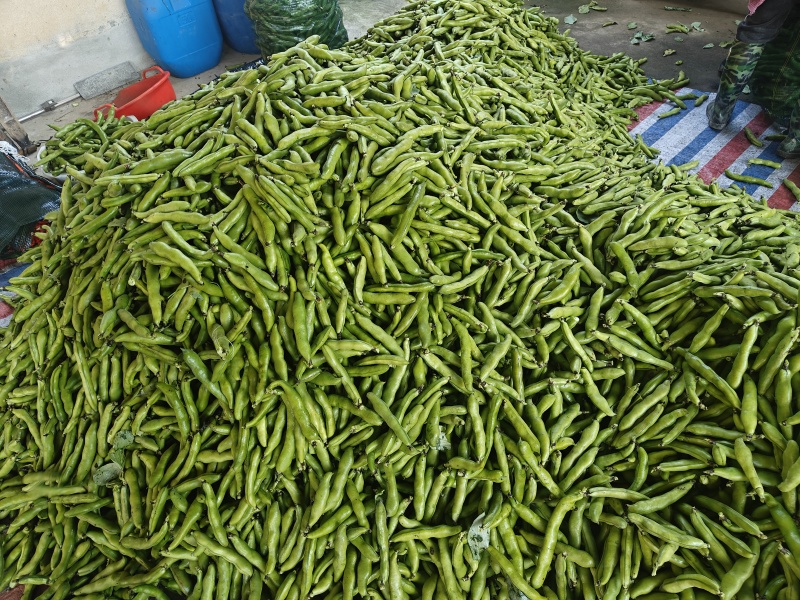 温岭蚕豆
