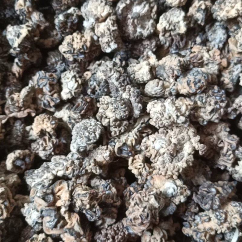 猴脑菌核桃菌产地大量供货四季供货泡发率达到十五六斤