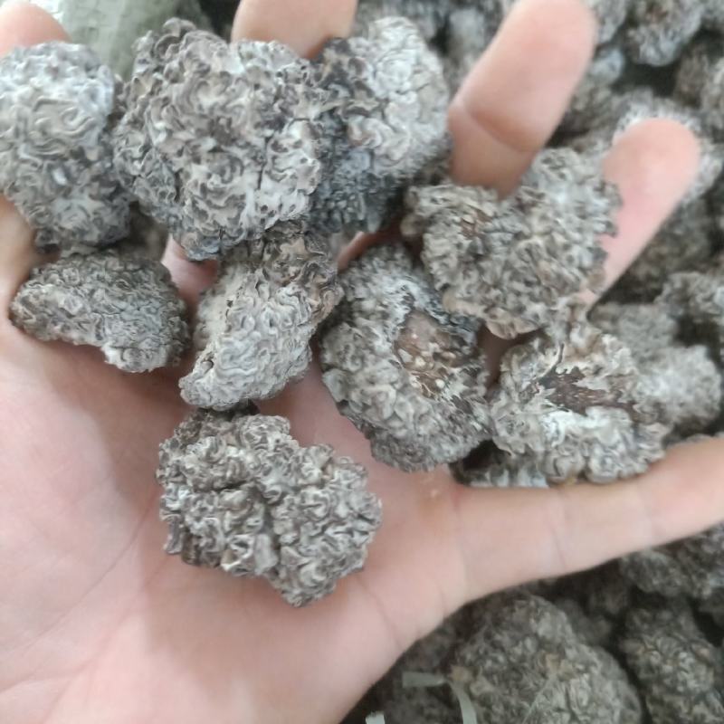 猴脑菌核桃菌产地大量供货四季供货泡发率达到十五六斤