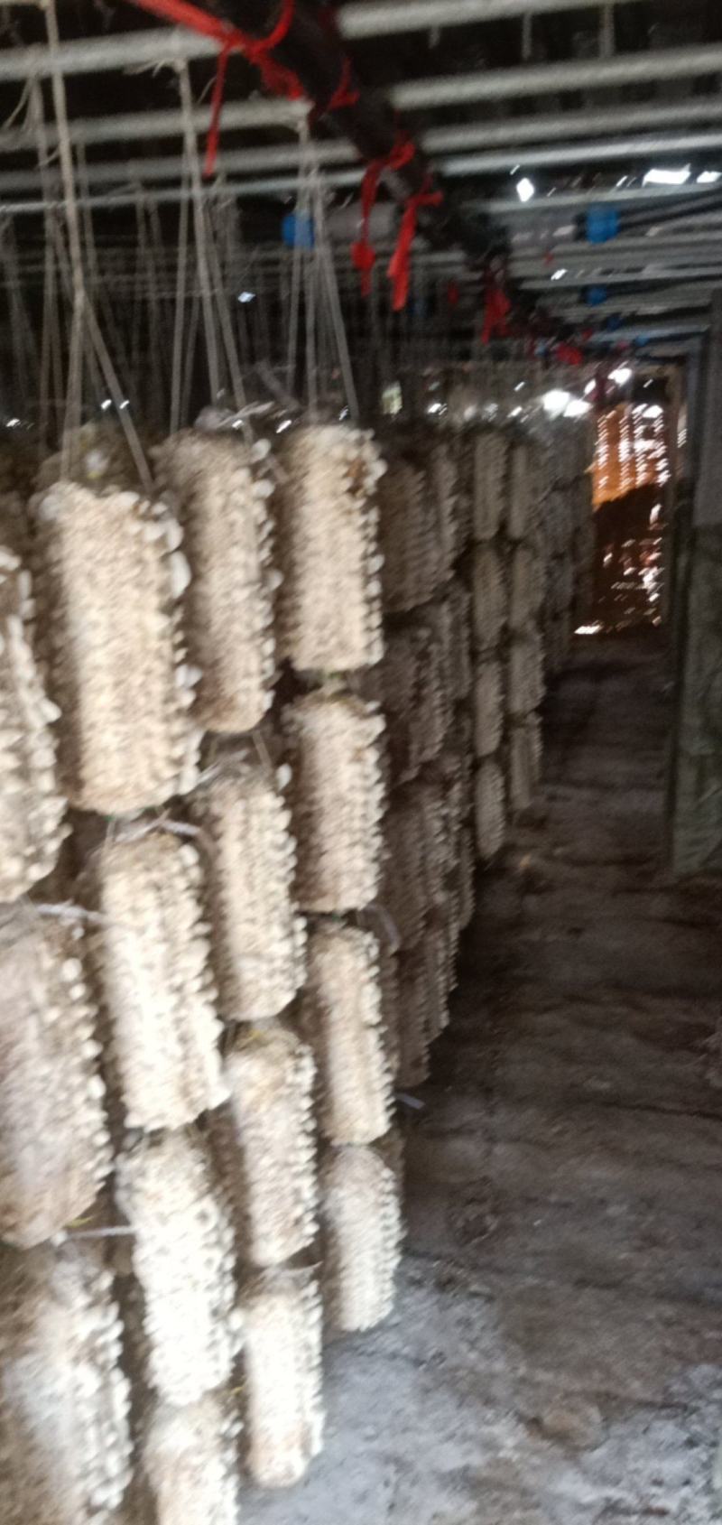 白玉木耳产地直销展会专用摆地摊赶大集专用