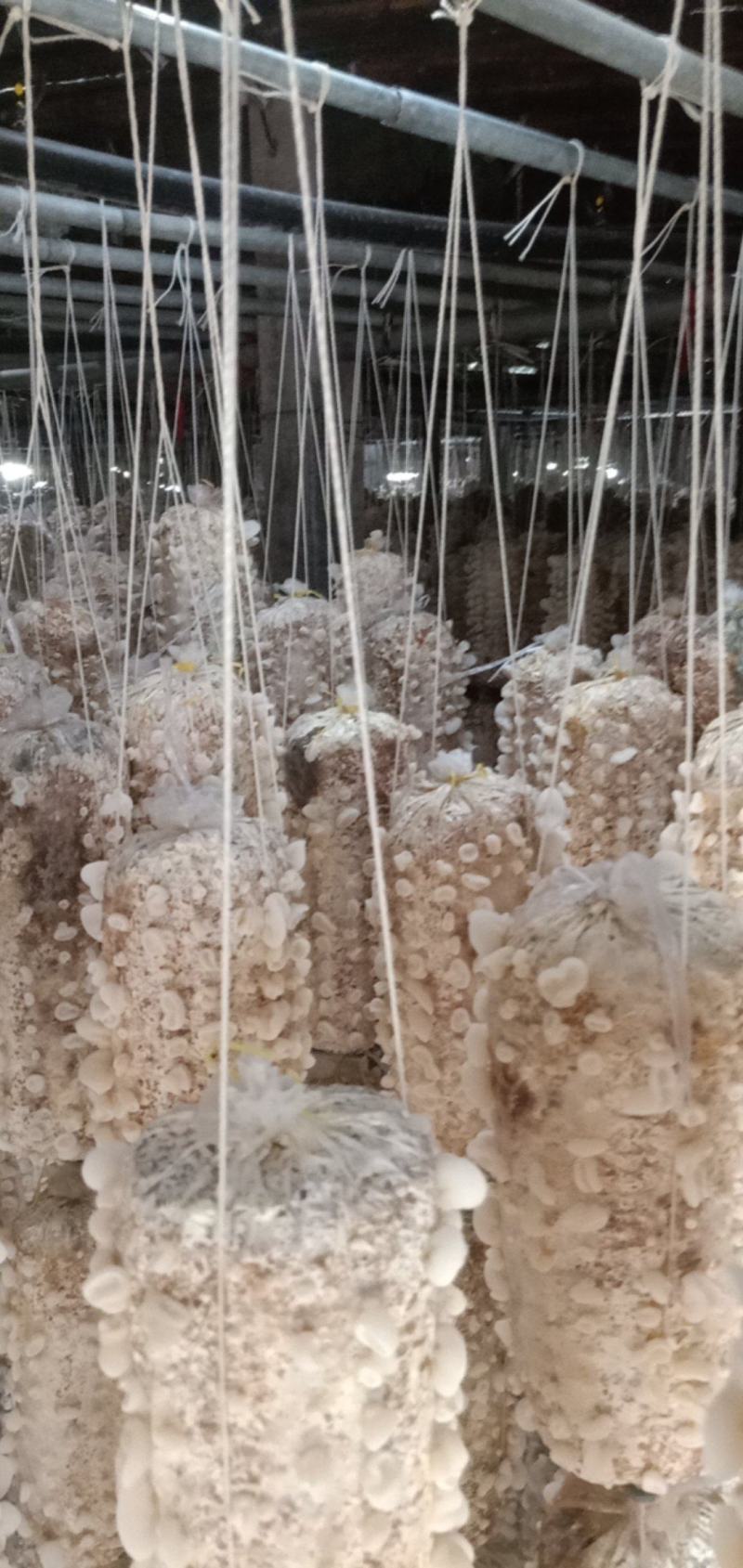 白玉木耳产地直销展会专用摆地摊赶大集专用