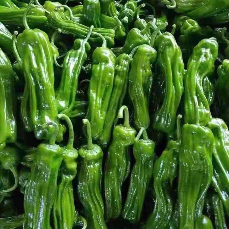鲜辣椒/薄皮椒/湖北辣椒/产地批发/供应电商市场