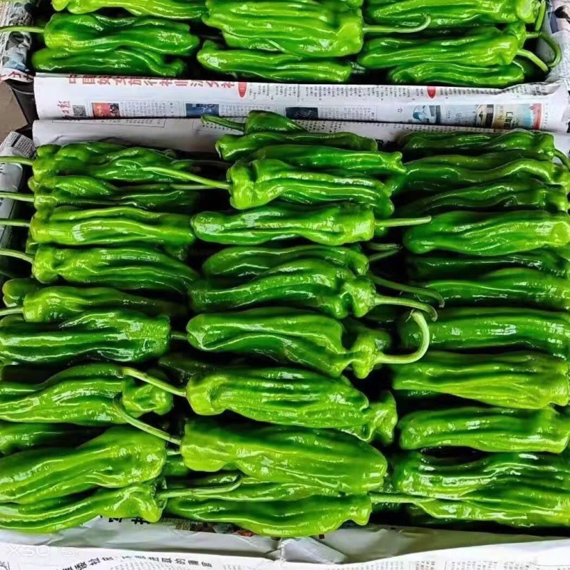 鲜辣椒/薄皮椒/湖北辣椒/产地批发/供应电商市场