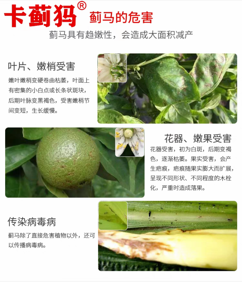 卡蓟犸蓟马杀虫剂蚜虫粉虱农药黄瓜辣椒西瓜抗性蓟马专用药