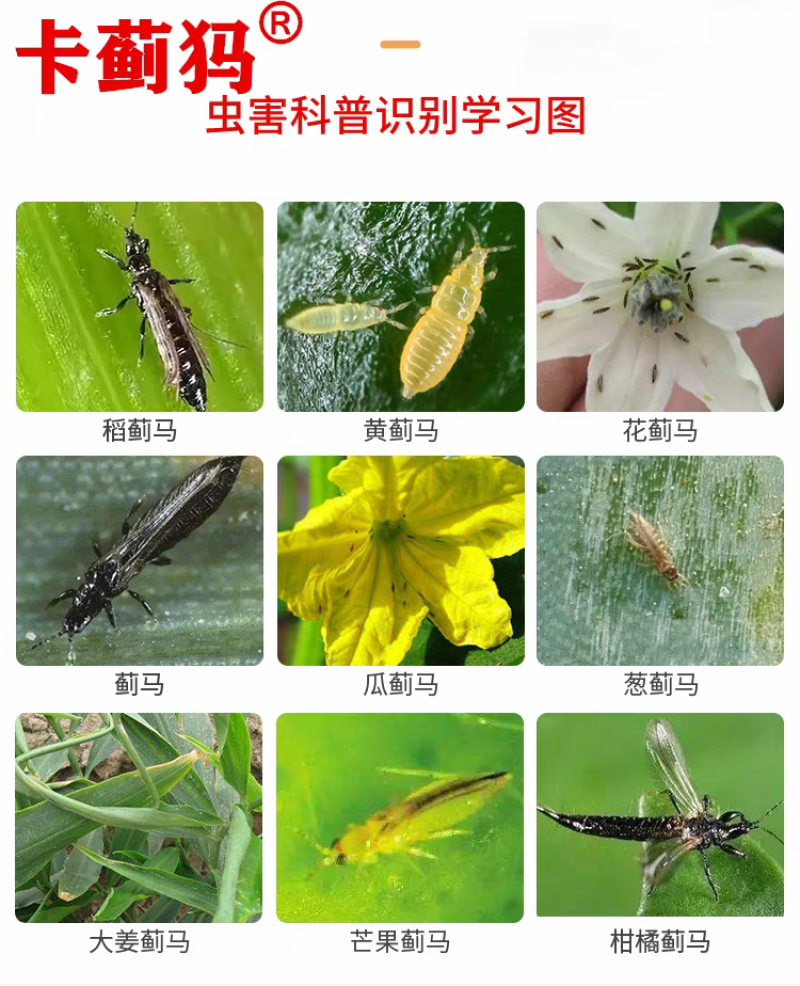 卡蓟犸蓟马杀虫剂蚜虫粉虱农药黄瓜辣椒西瓜抗性蓟马专用药