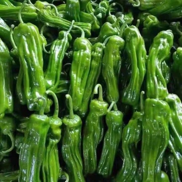 鲜辣椒/薄皮椒/湖北辣椒/产地批发/供应电商市场