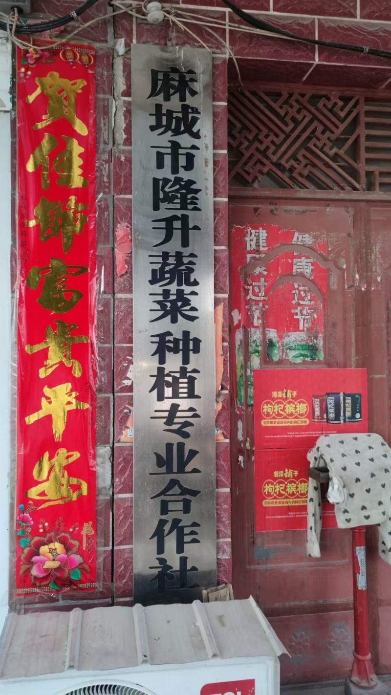 鲜辣椒/薄皮椒/湖北辣椒/产地批发/供应电商市场