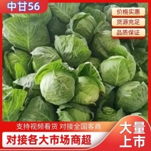 【推荐】春季甘蓝，莲花菜大量上市需要的老板联系